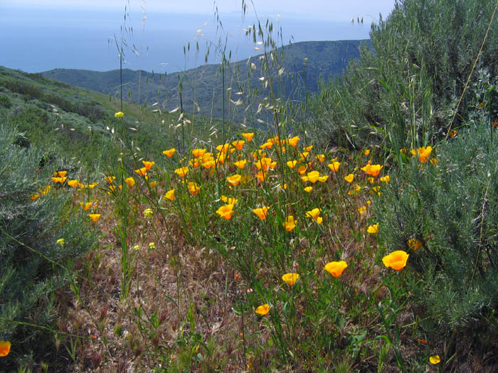 Detailed Picture 7 of Eschscholzia californica