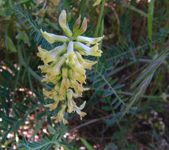 Detailed Picture 2 of Astragalus trichopodus var. lonchus
