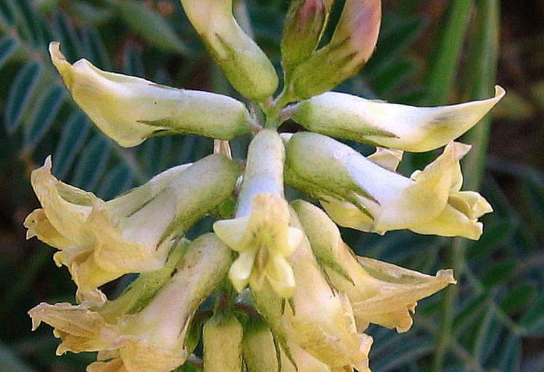 Detailed Picture 1 of Astragalus trichopodus var. lonchus