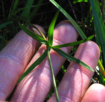 Detailed Picture 11 of Delphinium parryi ssp. parryi