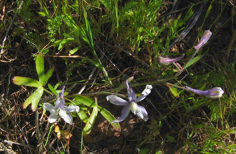 Detailed Picture 6 of Delphinium parryi ssp. parryi