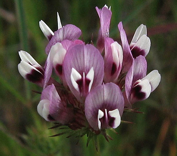 Detailed Picture 1 of Trifolium willdenovii
