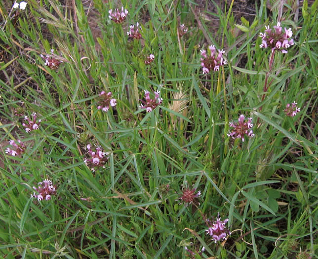 Detailed Picture 4 of Trifolium willdenovii