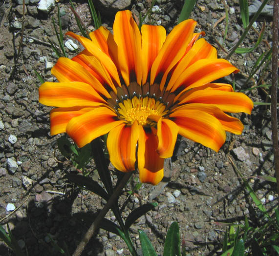 Detailed Picture 2 of Gazania linearis