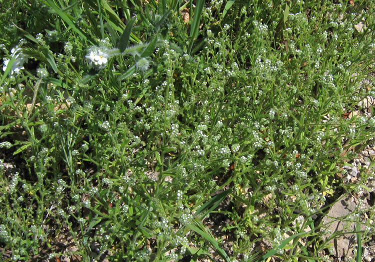 Detailed Picture 5 of Cryptantha micromeres