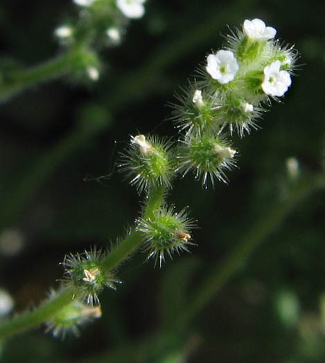 Detailed Picture 3 of Cryptantha micromeres