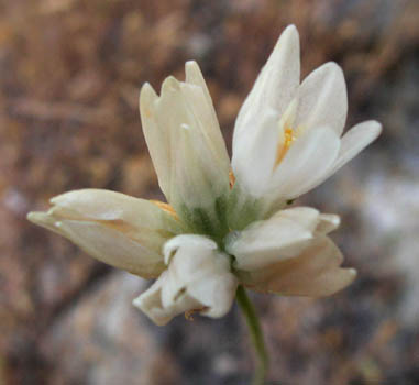 Detailed Picture 4 of Dipterostemon capitatus ssp. capitatus