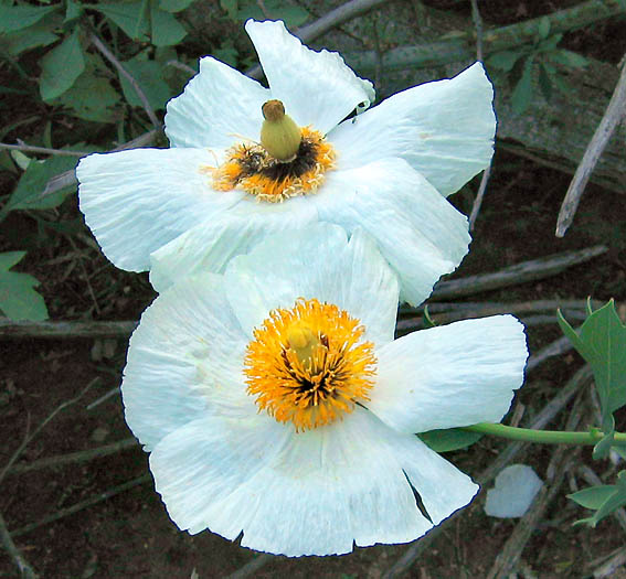 Detailed Picture 1 of Romneya coulteri