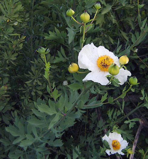 Detailed Picture 2 of Romneya coulteri