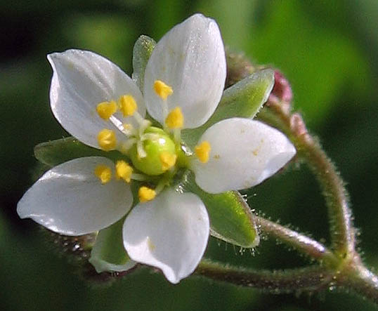 Detailed Picture 1 of Spergula arvensis