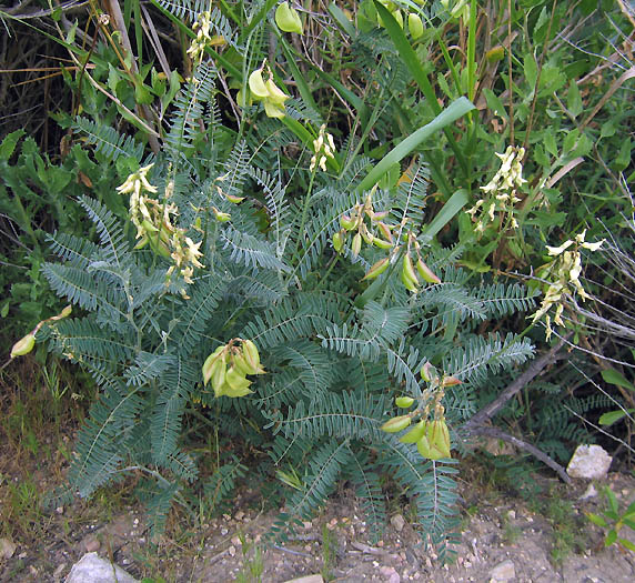 Detailed Picture 3 of Astragalus trichopodus var. lonchus