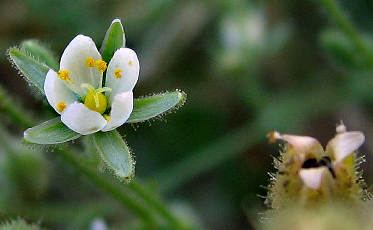 Detailed Picture 1 of Spergularia villosa