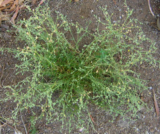 Detailed Picture 4 of Spergularia villosa