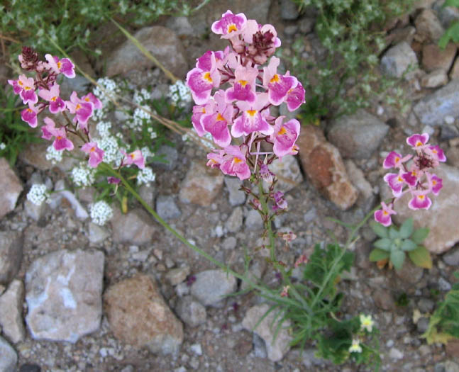 Detailed Picture 5 of Linaria maroccana