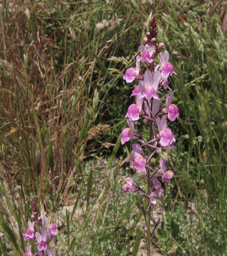 Detailed Picture 4 of Linaria maroccana