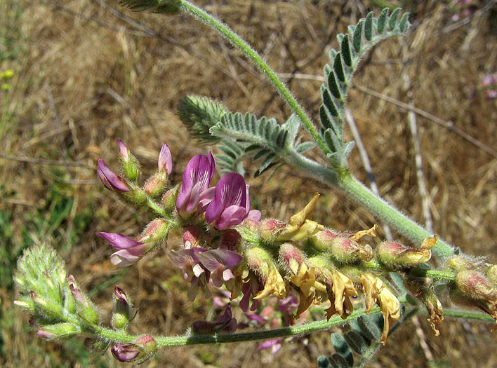 Detailed Picture 3 of Astragalus brauntonii