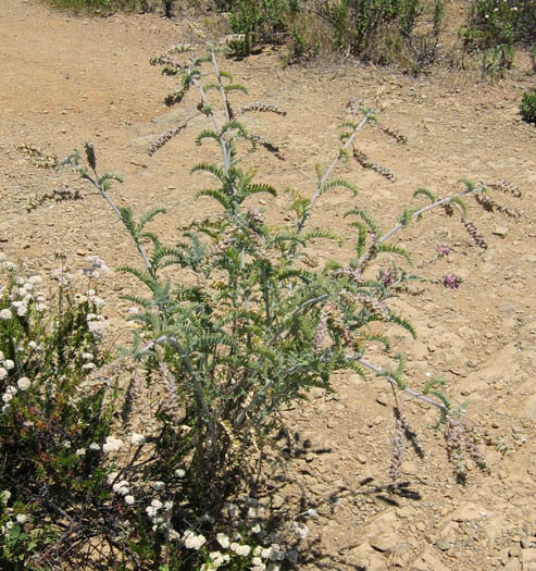 Detailed Picture 6 of Astragalus brauntonii