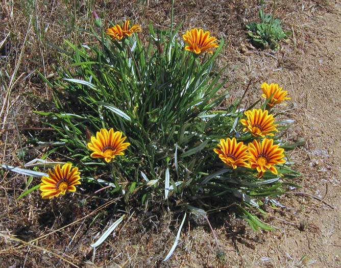 Detailed Picture 4 of Gazania linearis