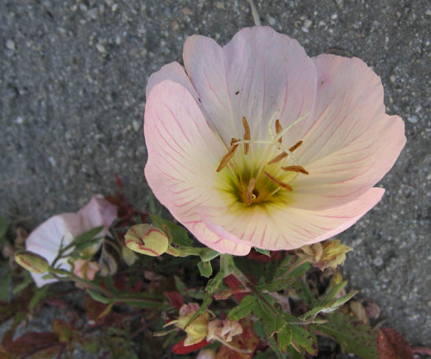 Detailed Picture 1 of Oenothera speciosa