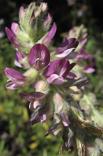 Detailed Picture 2 of Astragalus brauntonii