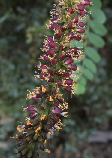 Detailed Picture 2 of Amorpha californica var. californica
