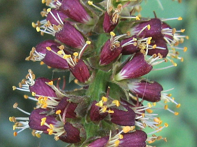 Detailed Picture 1 of Amorpha californica var. californica