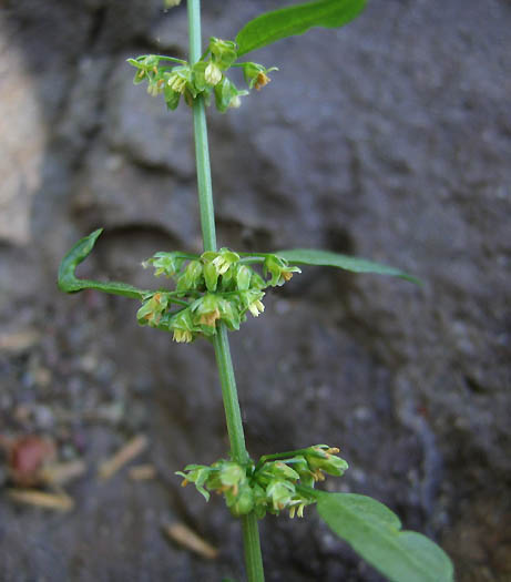 Detailed Picture 2 of Rumex conglomeratus