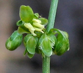 Detailed Picture 1 of Rumex conglomeratus