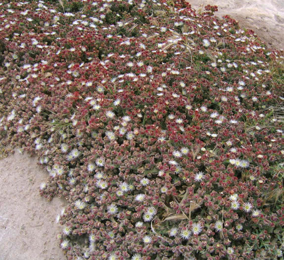 Detailed Picture 6 of Mesembryanthemum crystallinum