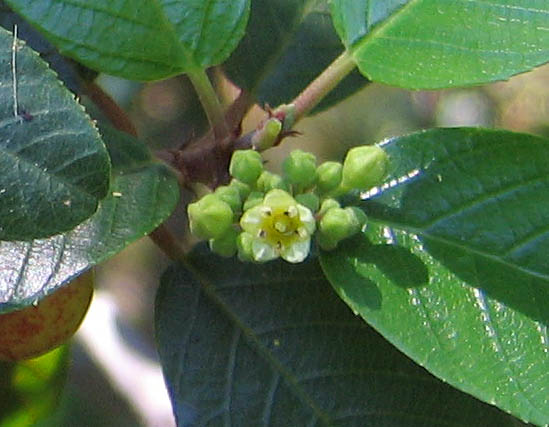 Detailed Picture 3 of Frangula californica ssp. californica