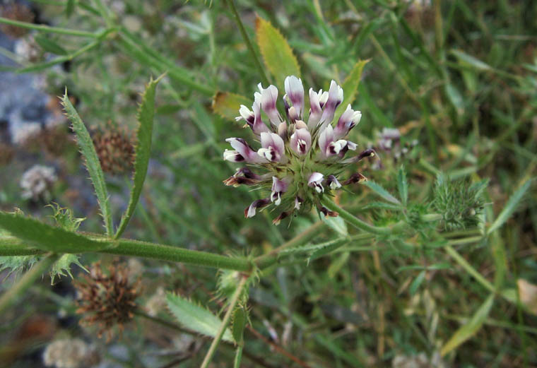 Detailed Picture 3 of Trifolium obtusiflorum