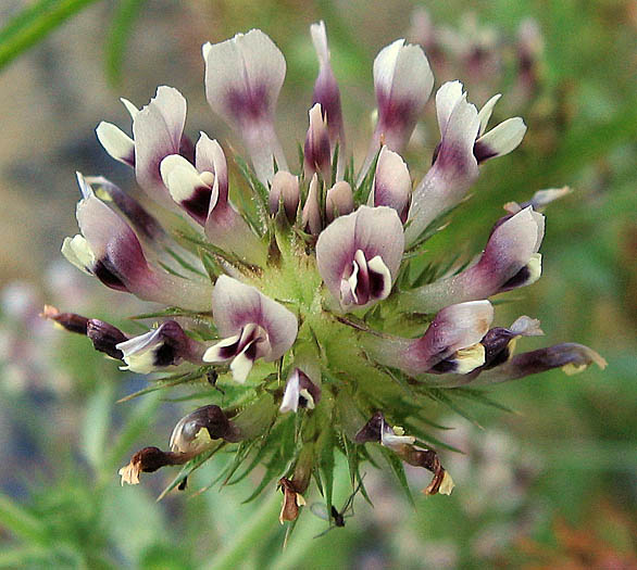 Detailed Picture 1 of Trifolium obtusiflorum