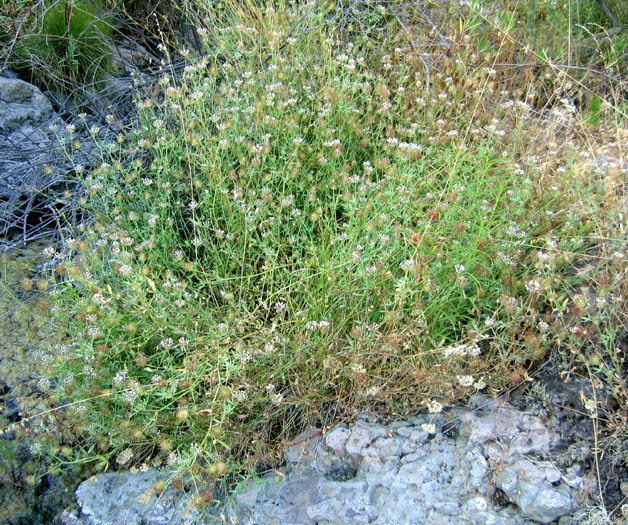 Detailed Picture 4 of Trifolium obtusiflorum