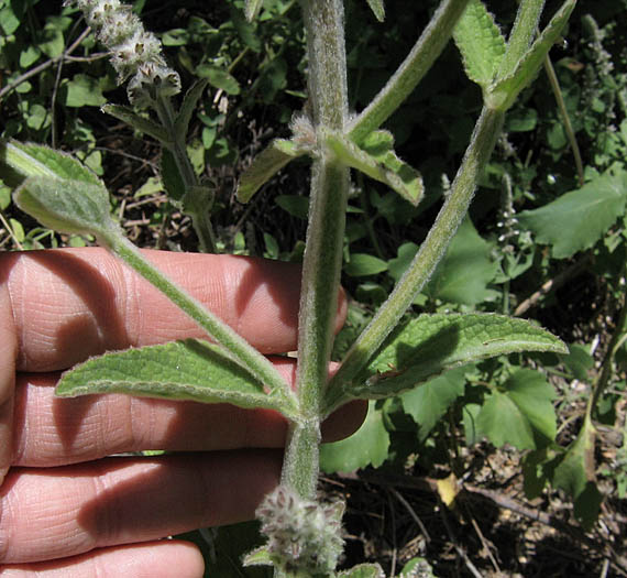 Detailed Picture 4 of Stachys albens