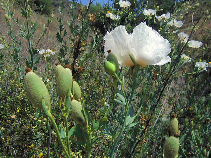 Detailed Picture 3 of Romneya coulteri
