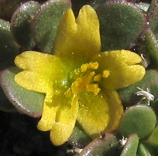 Detailed Picture 1 of Portulaca oleracea