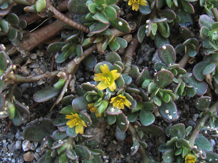Detailed Picture 2 of Portulaca oleracea
