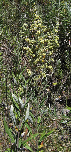 Detailed Picture 4 of Artemisia douglasiana