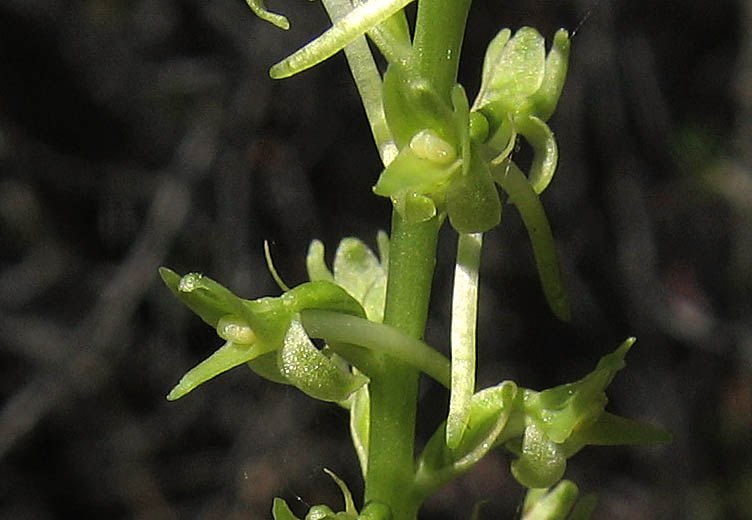 Detailed Picture 3 of Piperia elongata