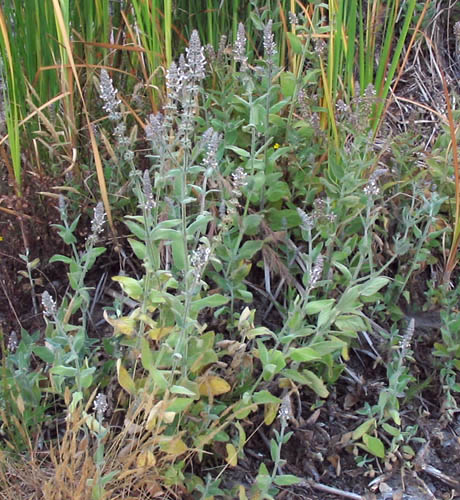 Detailed Picture 3 of Stachys albens