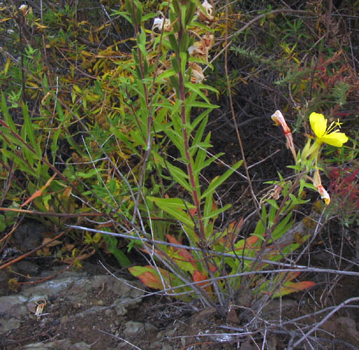 Detailed Picture 4 of Oenothera elata ssp. hirsutissima