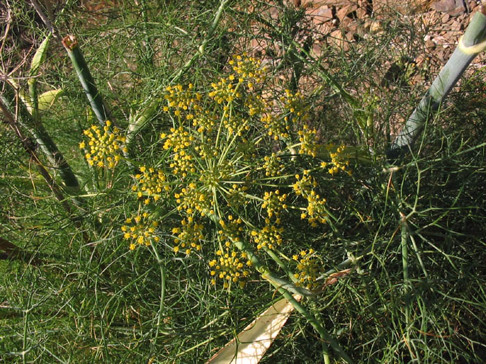 Detailed Picture 6 of Foeniculum vulgare
