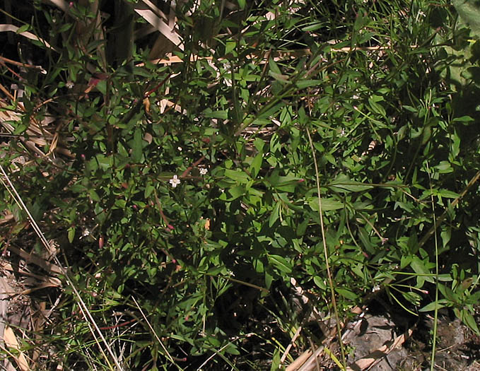 Detailed Picture 5 of Epilobium ciliatum ssp. ciliatum