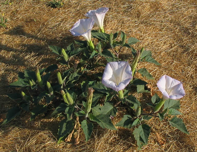 Detailed Picture 5 of Datura wrightii