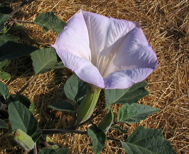 Detailed Picture 3 of Datura wrightii