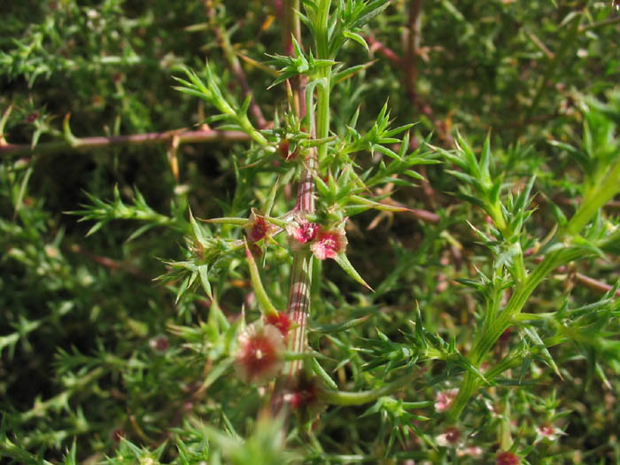 Detailed Picture 5 of Salsola australis