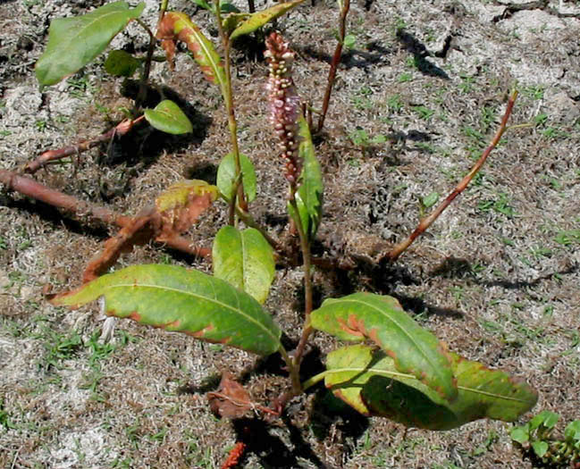 Detailed Picture 3 of Persicaria amphibia