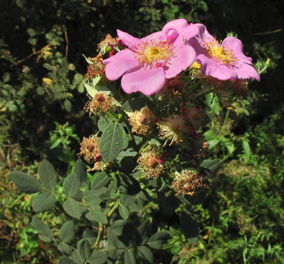 Detailed Picture 3 of Rosa californica