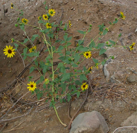 Detailed Picture 4 of Helianthus annuus