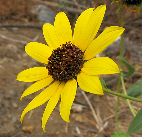 Detailed Picture 1 of Helianthus annuus